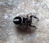 Pellenes geniculatus
